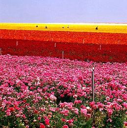 神谷英树再表态：还想做《龙鳞化身》 白金已经成长了